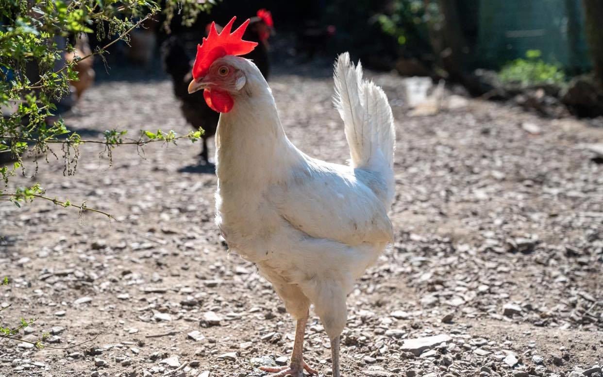 La p'tite ferme Balthazard. Son de blé 1KG