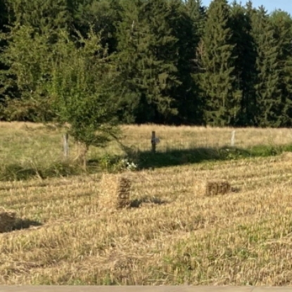 Image de Petit ballot de paille BIO 