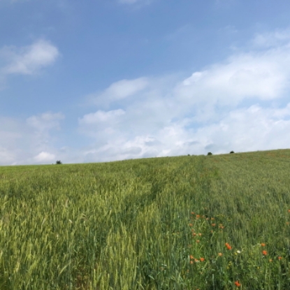 Image de Farine multicéréales blés anciens 1KG