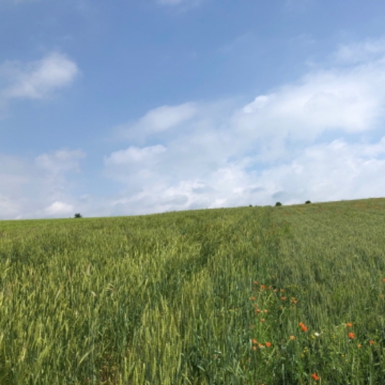 Image de Farine multicéréales blés anciens 1KG